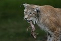 Réserve de Thoiry (Yvelines) Août 2008 Mammifere, carnivore, felin, lynx, amerique, europe 