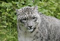 Réserve de Thoiry (Yvelines) Août 2008 Mammifere, carnivore, felin, leopard, panthere, himalaya, asie 