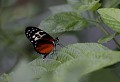 La Serre aux Papillons (Yvelines) Août 2008 Lepidoptere, papillon, heliconius, insecte, exotique, mexique, bresil, amerique 