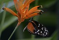 La Serre aux Papillons (Yvelines) Août 2008 Lepidoptere, papillon, heliconius, insecte, exotique, amerique, mexique, bresil 