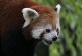 Réserve de Thoiry (Yvelines) Août 2008 Mammifere, carnivore, panda, himalaya, chine, asie 