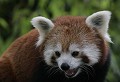 Réserve de Thoiry (Yvelines) Août 2008 Mammifere, carnivore, panda, himalaya, chine, asie 