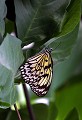 La Serre aux Papillons (Yvelines) Août 2008 Lepidoptere, papillon, exotique, insecte, inde, philippines 