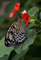La Serre aux Papillons (Yvelines) Août 2008 Lepidoptere, papillon, exotique, insecte, inde, philippines 