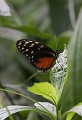 La Serre aux Papillons (Yvelines) Août 2008 Lepidoptere, papillon, heliconius, insecte, exotique, amerique, mexique, bresil 