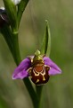 Massif de la Clape (Aude) Mai 2011 Fleur, orchidee, ophrys, aude, languedoc
 