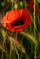 Roquefort des Corbières (Aude) Mai 2009 Fleur, coquelicot, pavot, aude, languedoc 