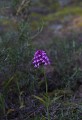 Massif de la Clape (Aude) Mai 2011 Fleur, orchidee, orchis, aude, langudoc 