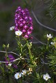 Massif de la Clape (Aude) Mai 2011 Fleur, garrigue, orchidee, orchis, ciste, aude, languedoc 