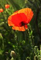 Roquefort des Corbières (Aude) Mai 2009 Fleur, coquelicot, pavot, aude, languedoc 