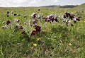 Plateau de l'Aubrac (Lozère) Mai 2008 Fleur, plante herbacee, anemone, lozere, languedoc 