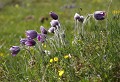 Plateau de l'Aubrac (Lozère) Mai 2008 Fleur, plante herbacee, anemone, lozere, languedoc 