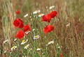 Narbonne (Aude) Mai 2006 Fleur, coquelicot, pavot, marguerite, aude, languedoc 