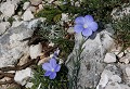 Massif de la Sainte Baume (Var) Juin 2007 Fleur, garrigue, lin de narbonne, var, provence 