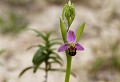Massif de la Clape (Aude) Mai 2011 Fleur, orchidee, ophrys, aude, languedoc 