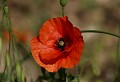 Roquefort des Corbières (Aude) Mai 2009 Fleur, coquelicot, pavot, aude, languedoc 