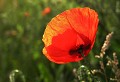 Narbonne (Aude) Mai 2006 Fleur, coquelicot, pavot, aude, languedoc 