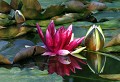 Maurepas (Yvelines) Juin 2008 Fleur, etang, lac, plante aquatique, nenuphar, yvelines, ile de france 