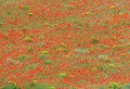 Moussan (Aude) Mai 2006 Fleur, coquelicot, pavot, champ, aude, languedoc 
