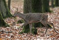Forêt de Rambouillet, (Yvelines) Novembre 2008 Mammifere, cervide, chevreuil, foret, yvelines, ile de france 