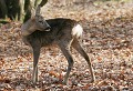 Forêt de Rambouillet (Yvelines) Novembre 2008 Mammifere, cervide, chevreuil, foret, yvelines, ile de france 