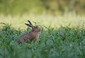 Forêt de Bullion (Yvelines) Juillet 2006 Mammifere, herbivore, lagomorphe, lievre, yvelines, ile de france 