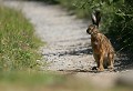 Les Hermaux (Lozère) Juin 2008 Mammifere, herbivore, lagomorphe, lievre, yvelines, ile de france 