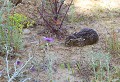 Massif de la Clape (Aude) Mai 2011 Mammifere, herbivore, lagomorphe, foret, aude, languedoc 