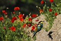 Dès son arrivée, sa principale préoccupation est la recherche d'un endroit propice à la conception du nid. Marcorignan (Aude) Mai 2011 Oiseau, passereau, guepier, aude, languedoc 