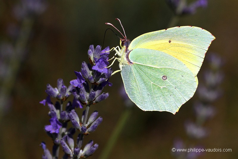 Le Citron de Provence