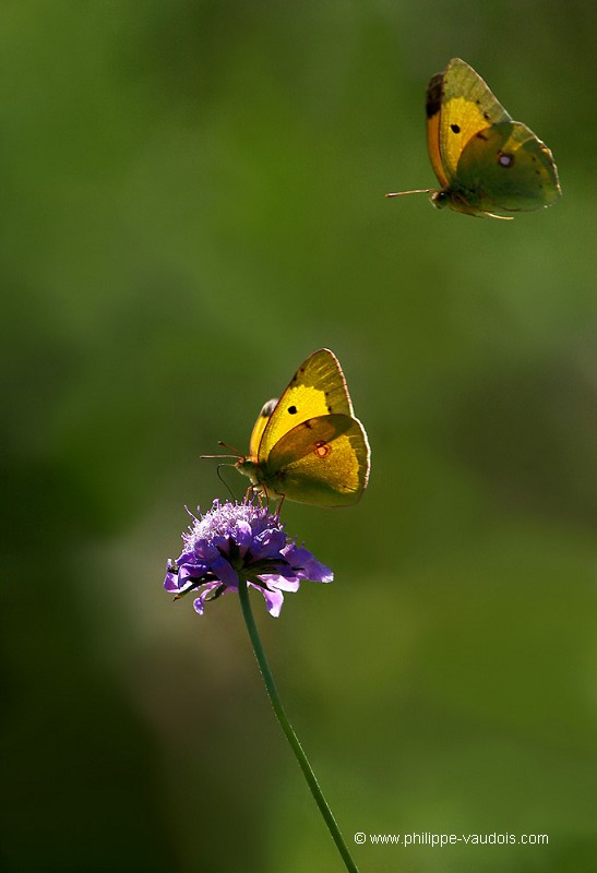 Couple de Souci