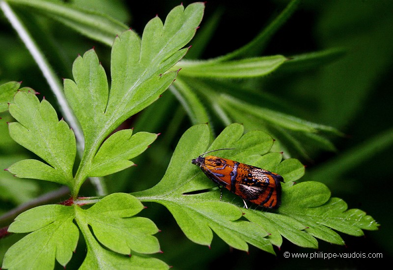 L'Olethreutes arcuella
