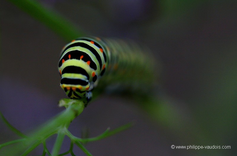 Chenille du Machaon