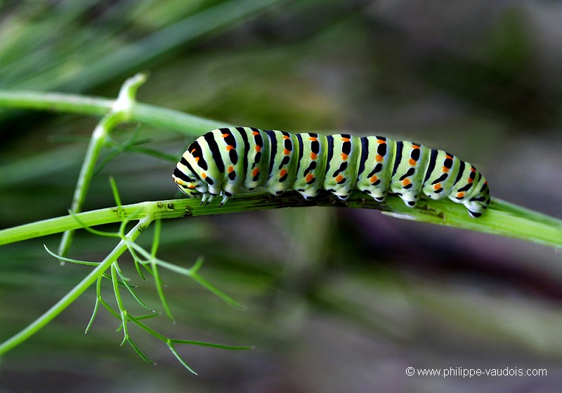 Chenille du Machaon