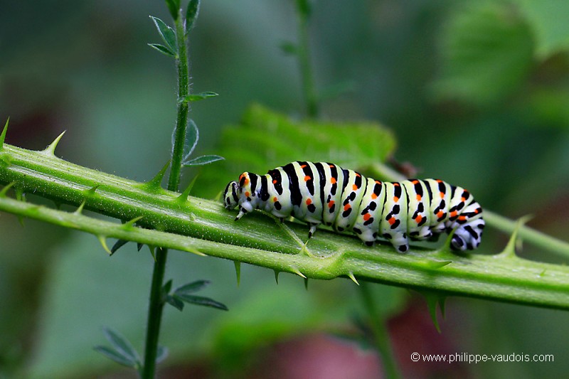 Chenille du Machaon