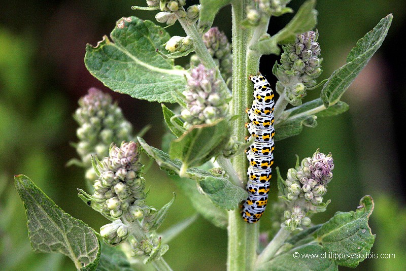 Chenille du Cucullia verbasci