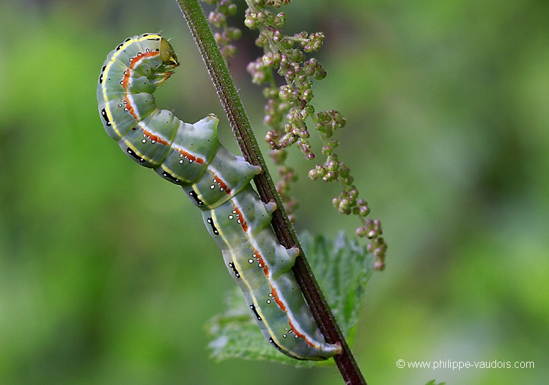 Chenille du Xylena exoleta
