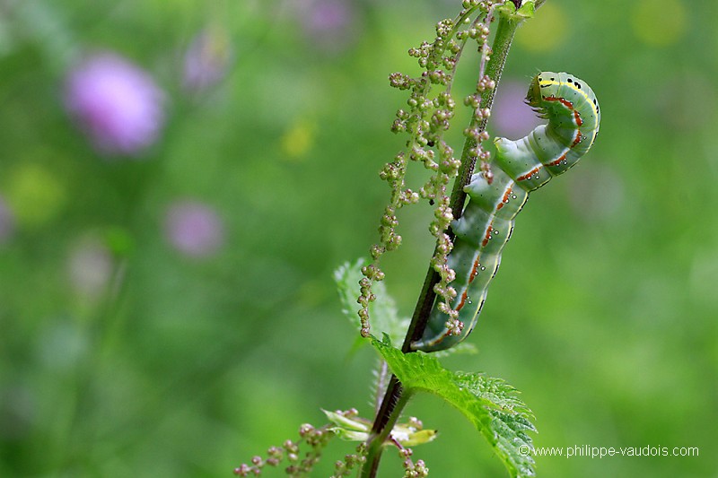 Chenille du Xylena exoleta