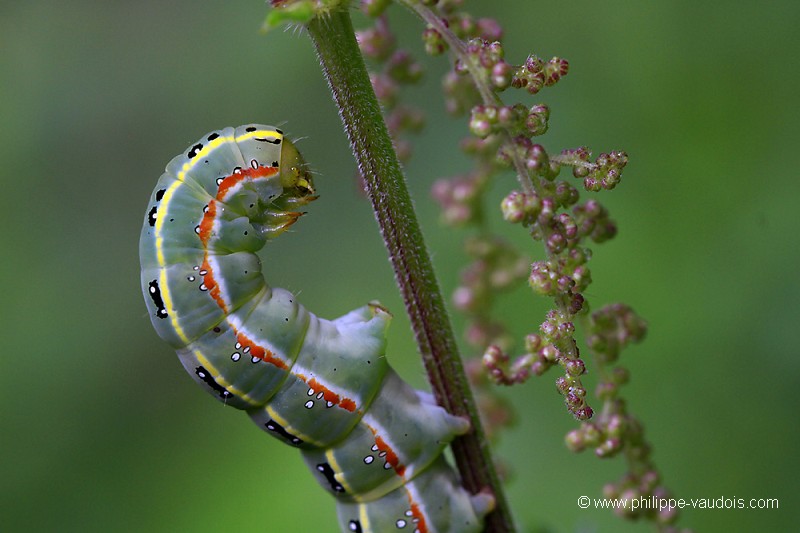 Chenille du Xylena exoleta
