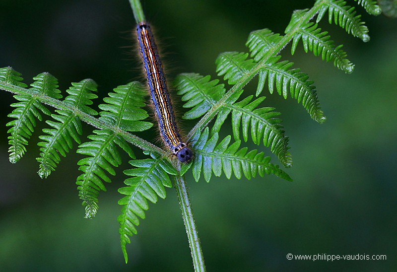 Chenille du Malacosoma neustria