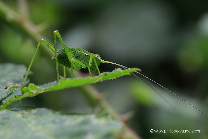 Phaneroptera nana
