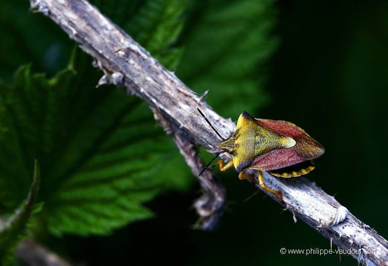 Carpocoris pudicus