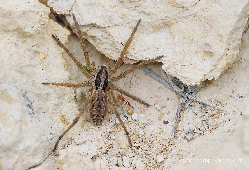 Hogna radiata