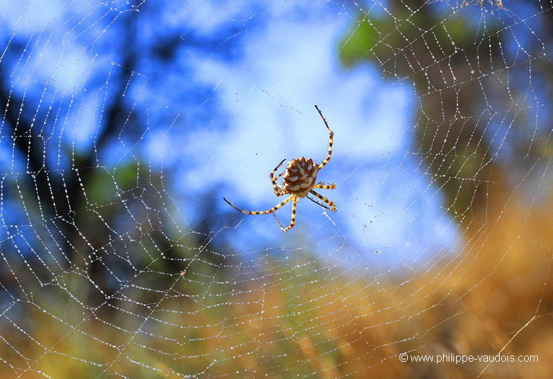 Argiope lobata (dite Argiope Lobée)