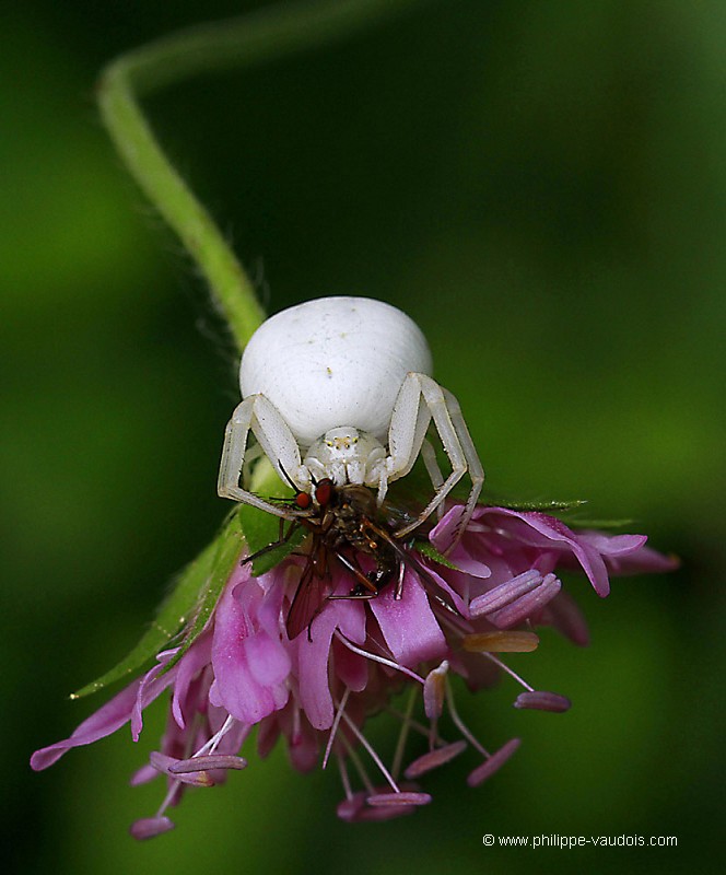 Misumena vatia