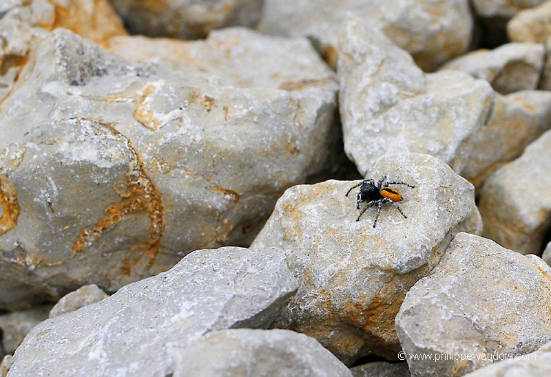 Phylaeus chrysops