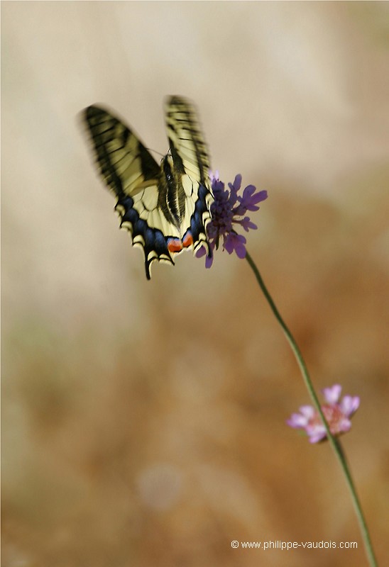 Le Machaon