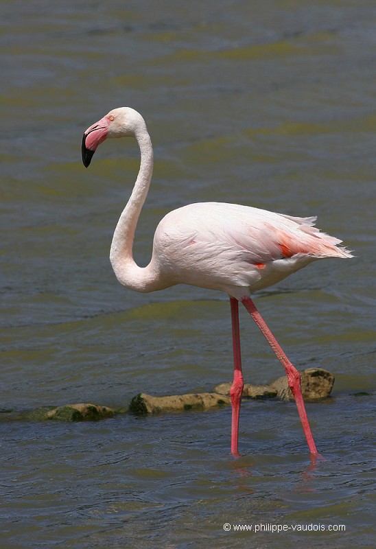 Flamand rose