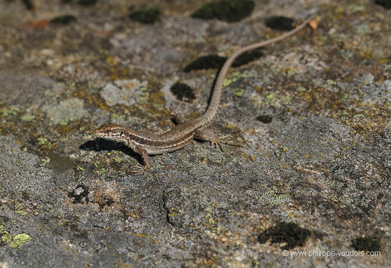 Lézard des murailles