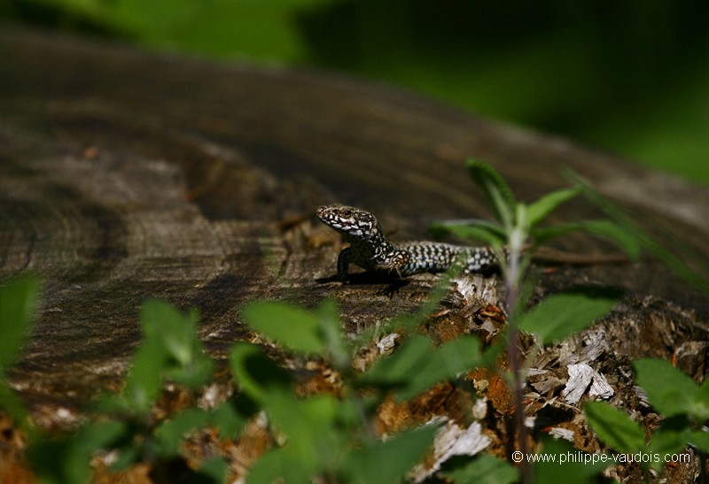 Lézard des murailles